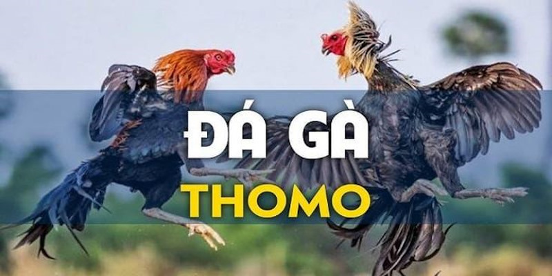 Quy luật tham gia cá cược hình thức chọi kê Thomo ABC8